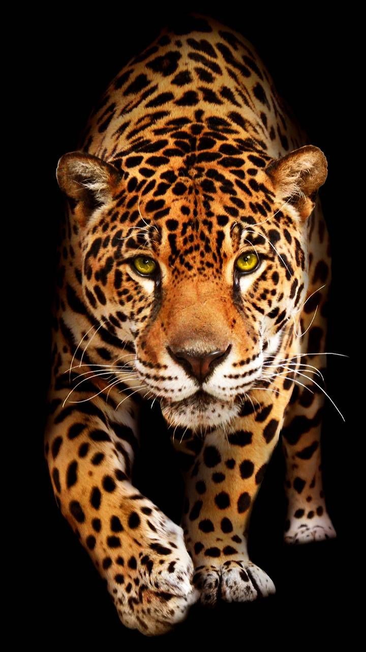Jaguar