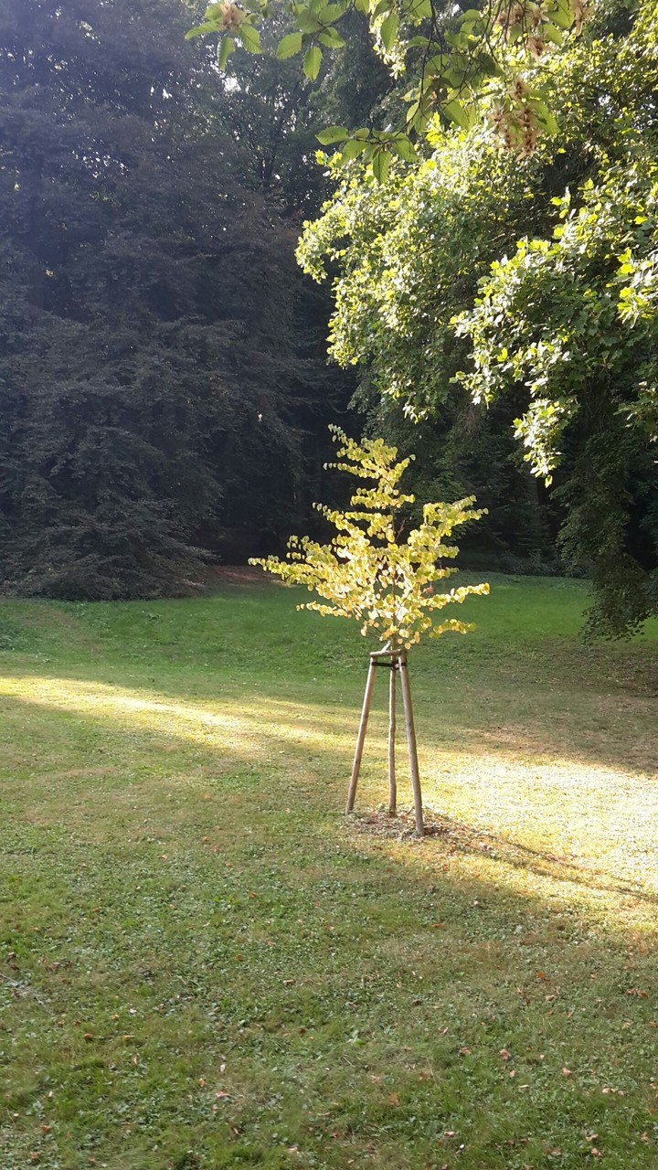 small  tree