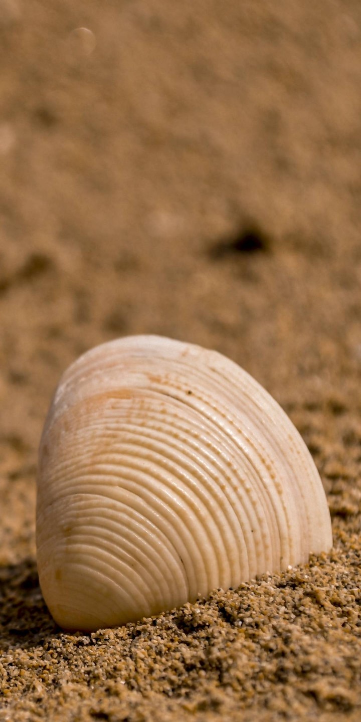 sea stone