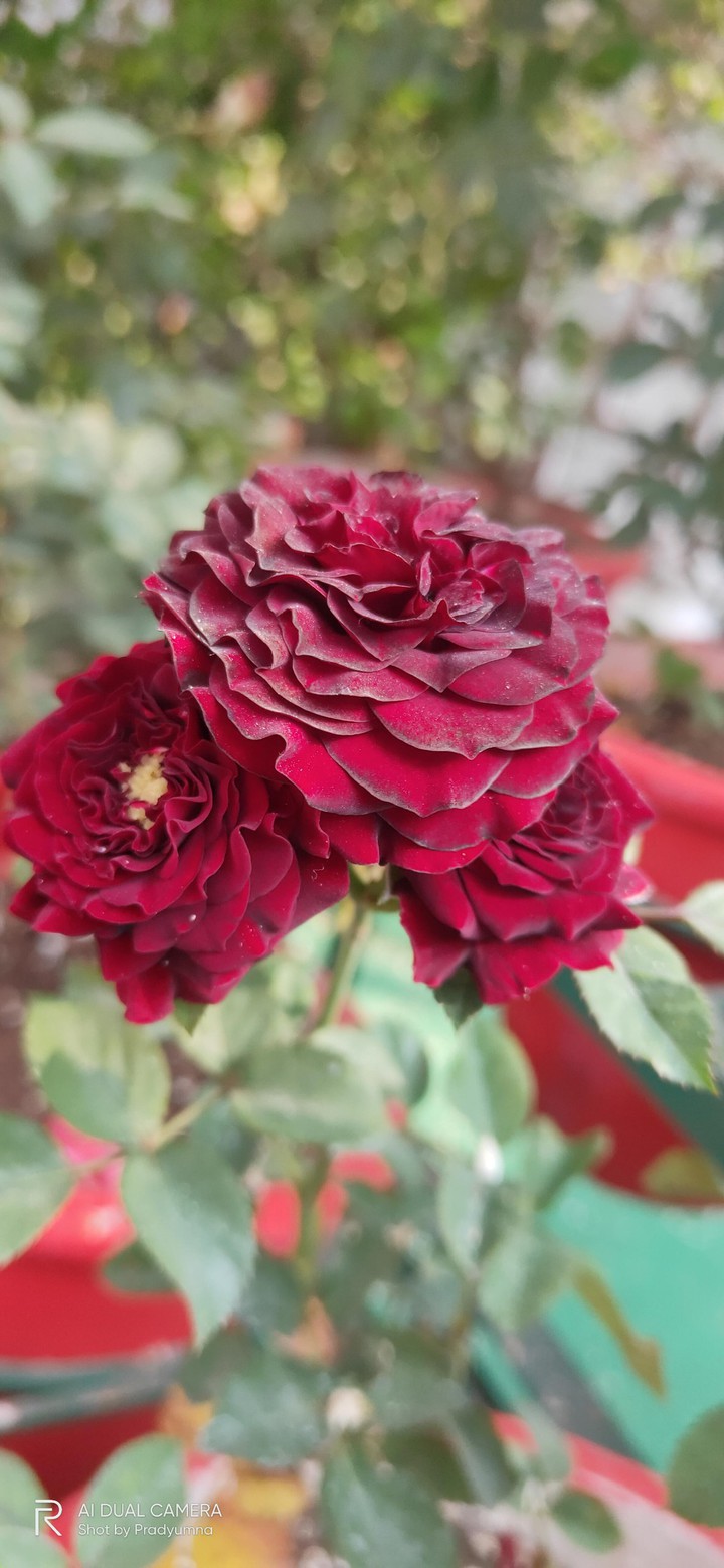 Roses