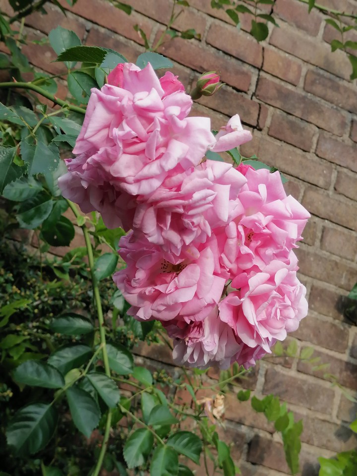 roses