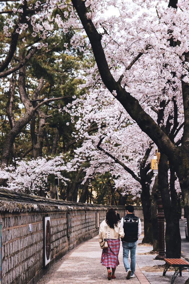 Spring in Gyeongju, Korea