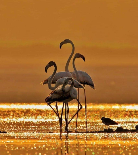 bird, Water wallpapers