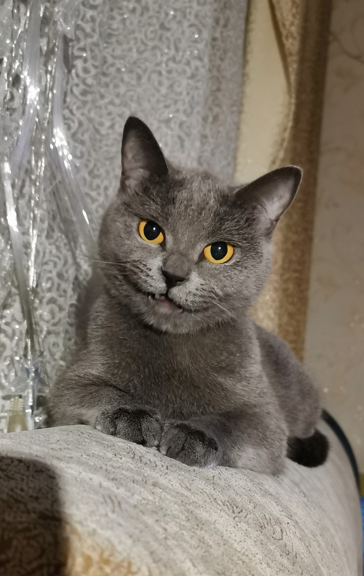 Кошка