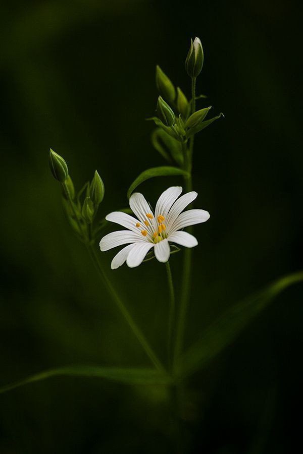 white flower