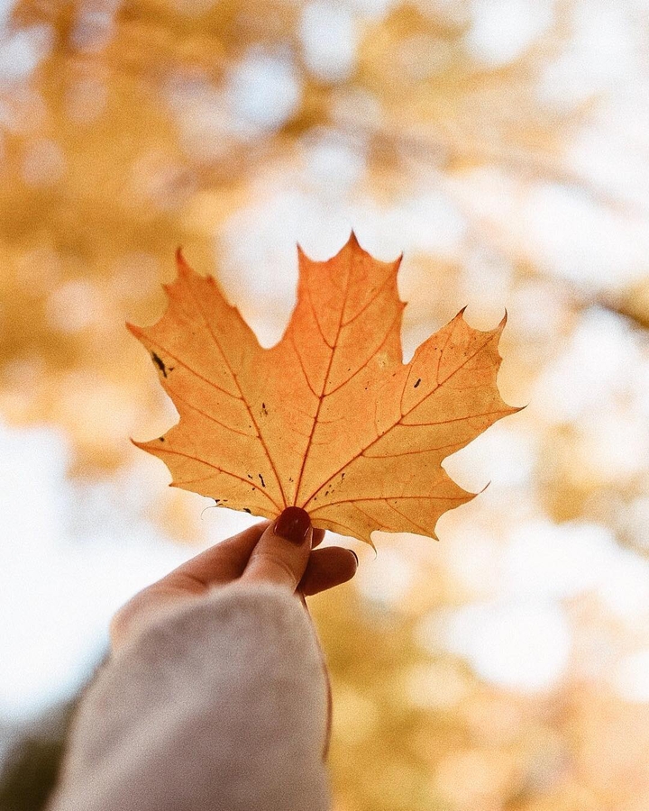 Autumn leaf