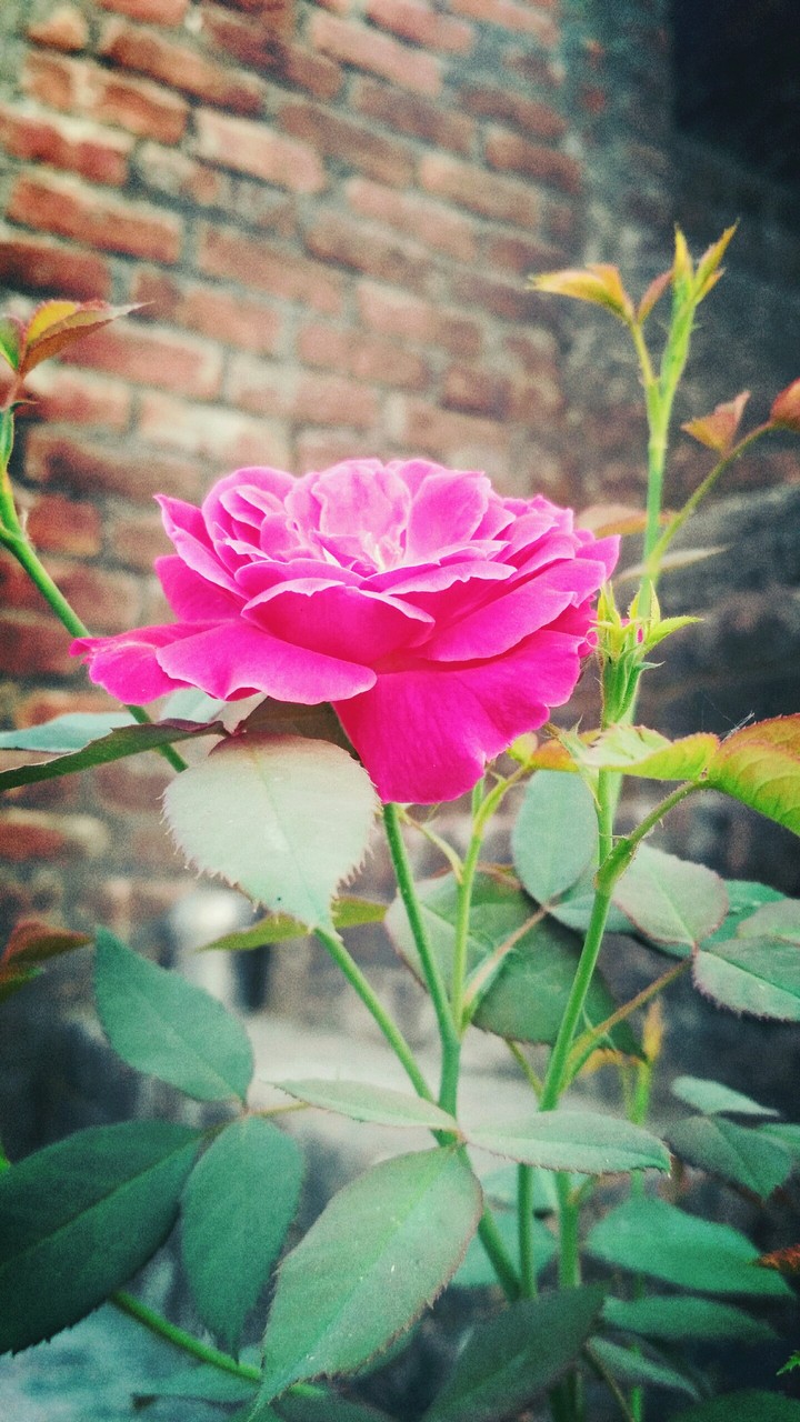 Rose
