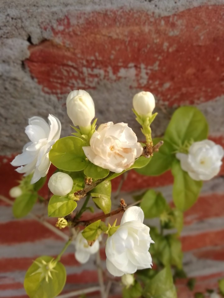 Jasmine