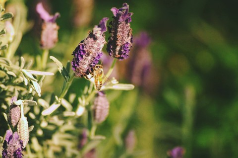 Buzzy bee