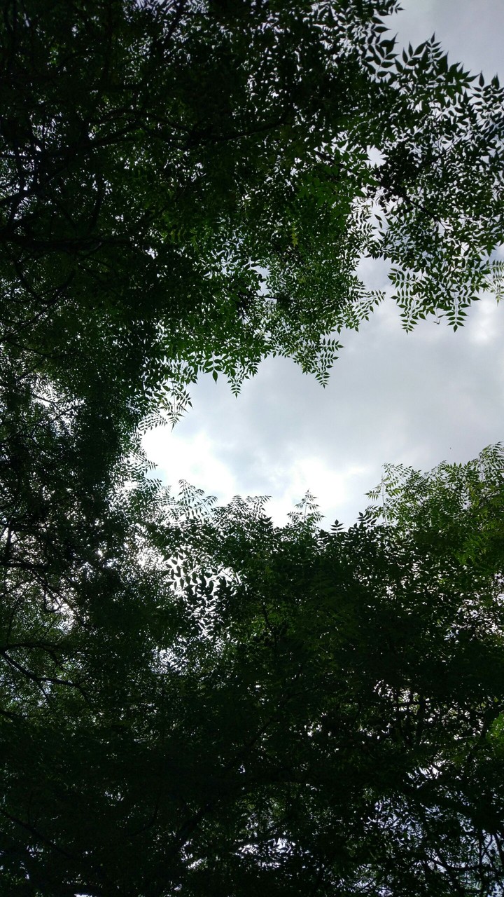 the green sky