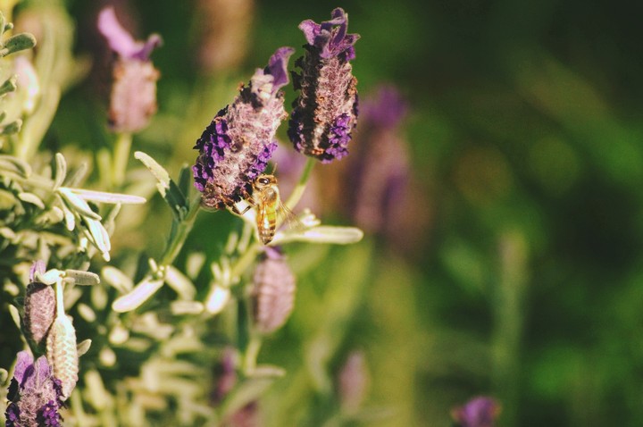 Buzzy bee