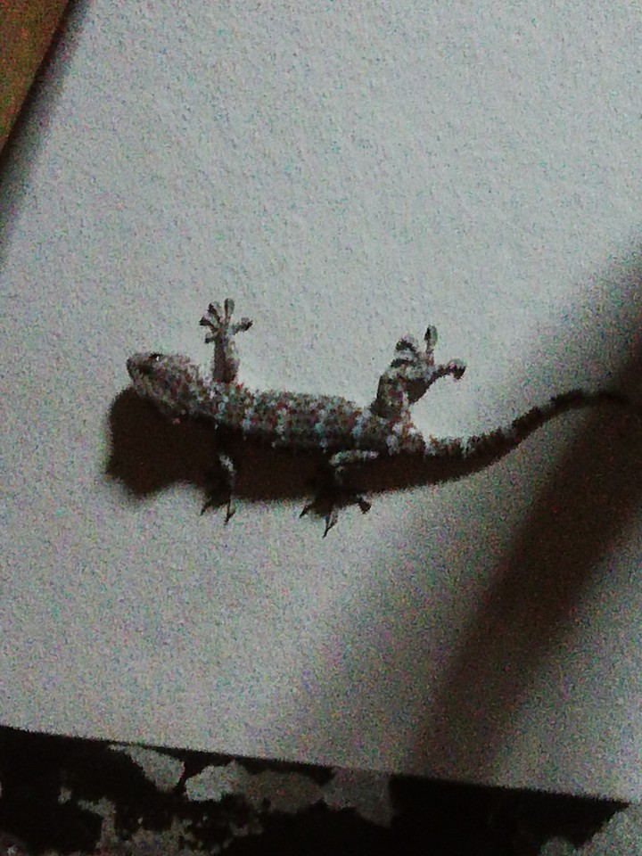 animal