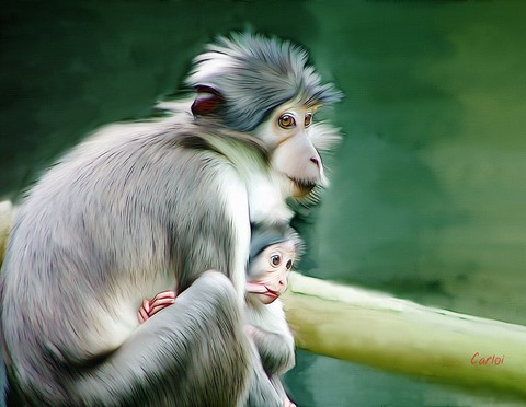 Monkey