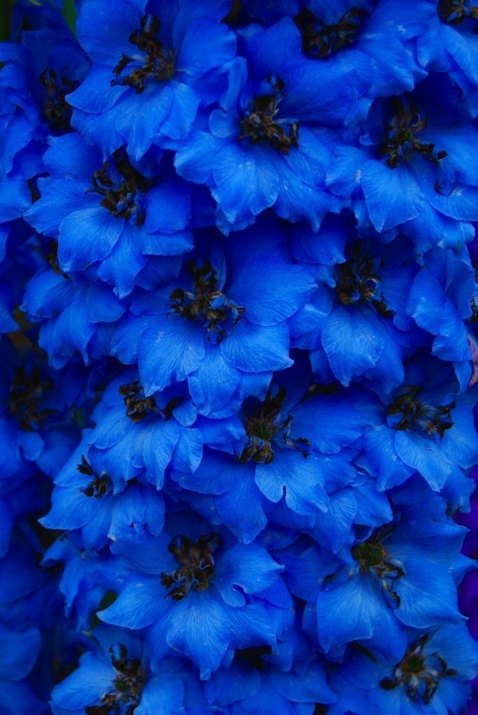 fiori blu