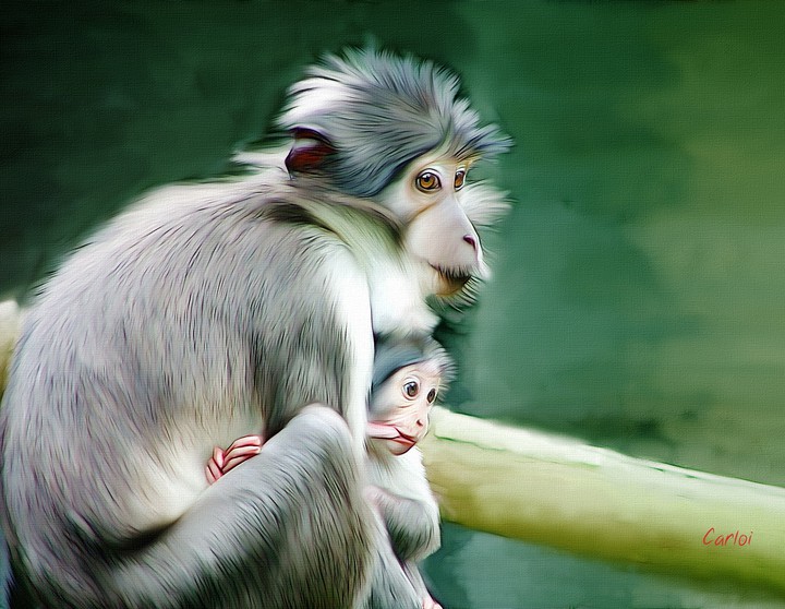 Monkey