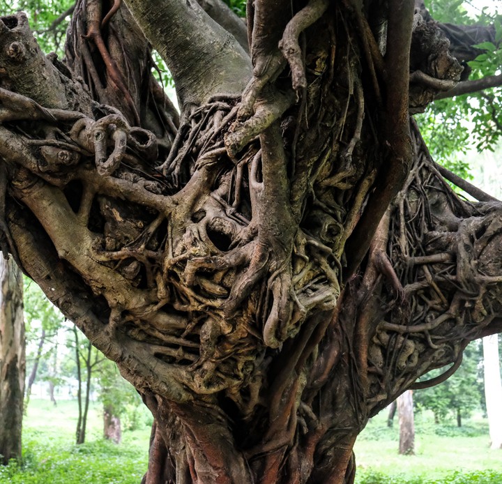 Banyan tree...