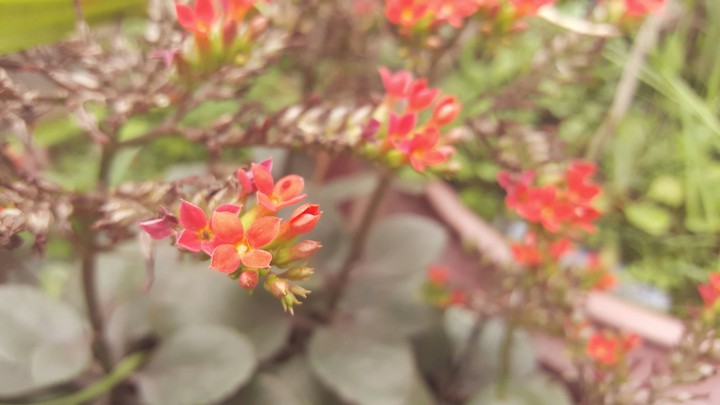 red desert