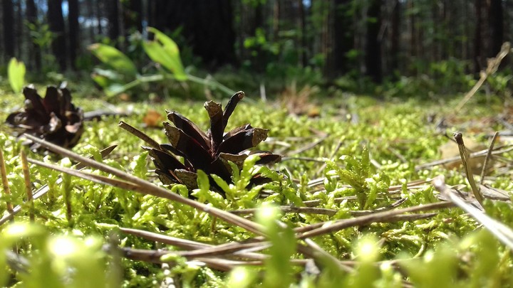 Forest.