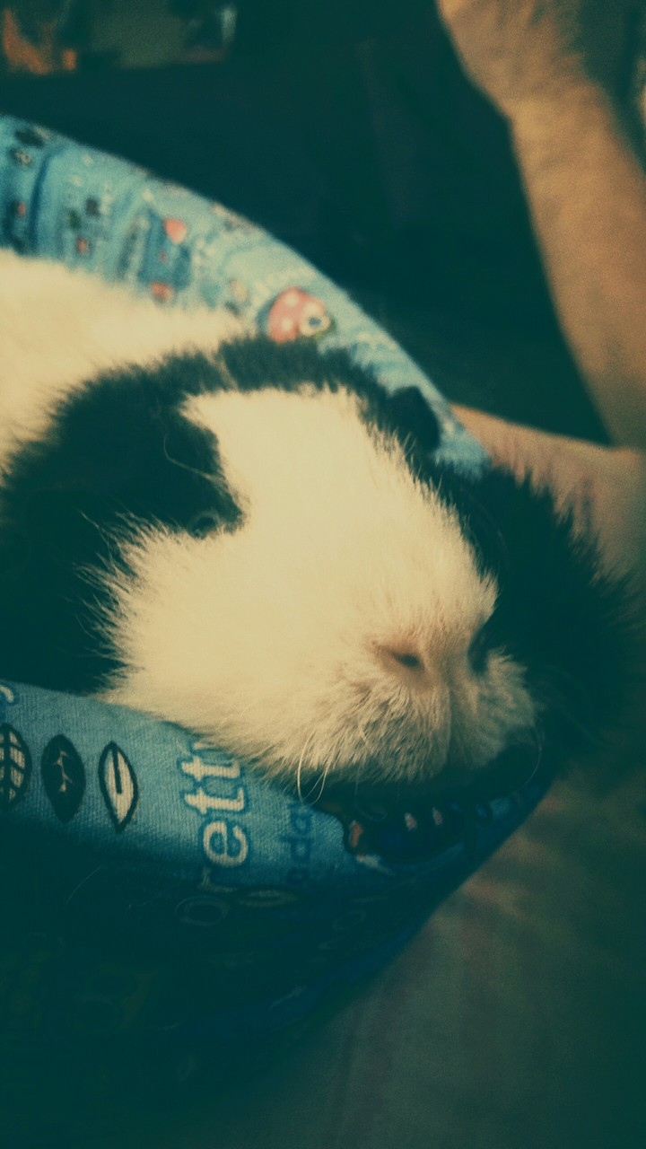 I love my guinea pig DZIPSE ???????????