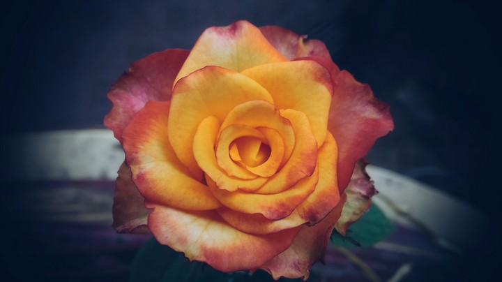 rose