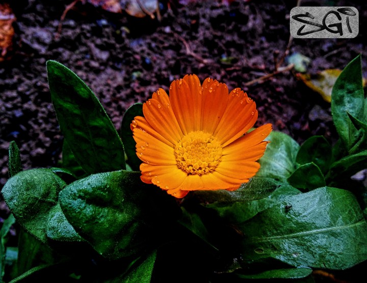 Orange Flower