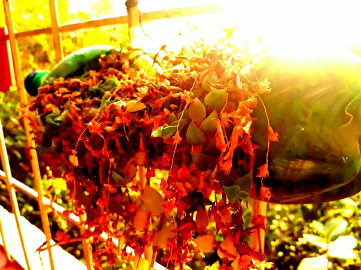 nature 3