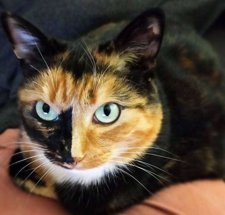 my cat