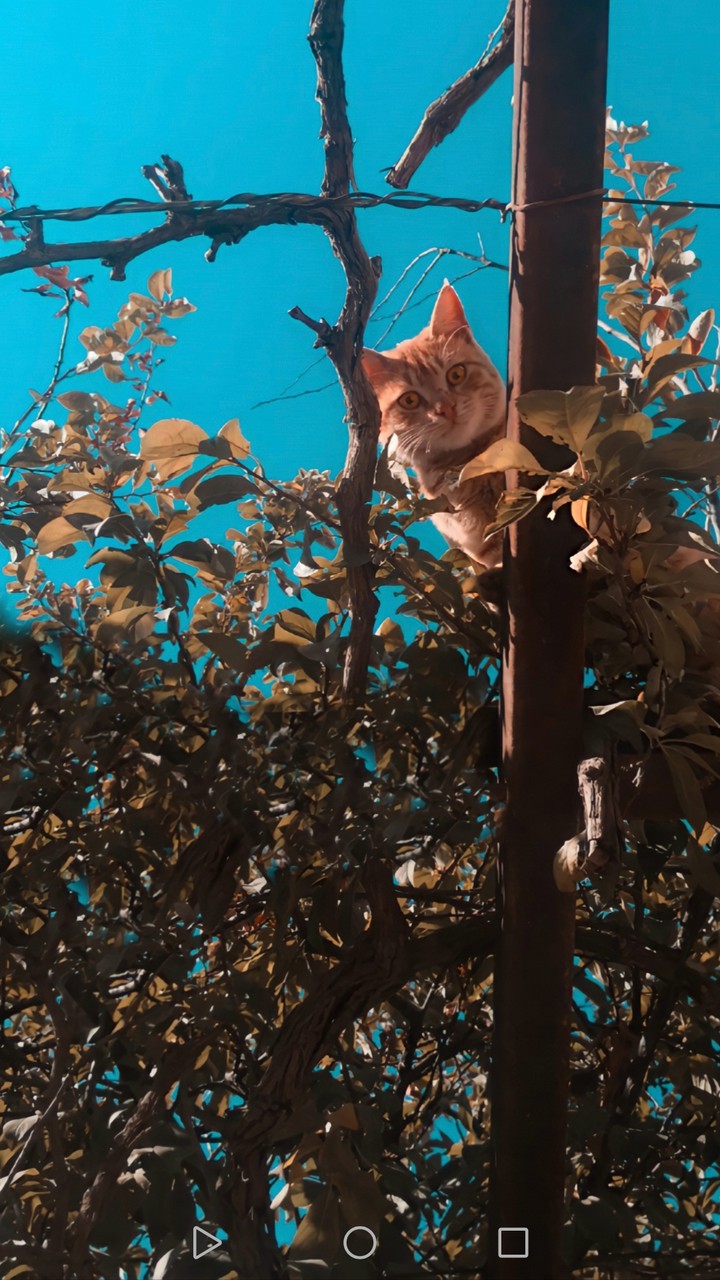cat
