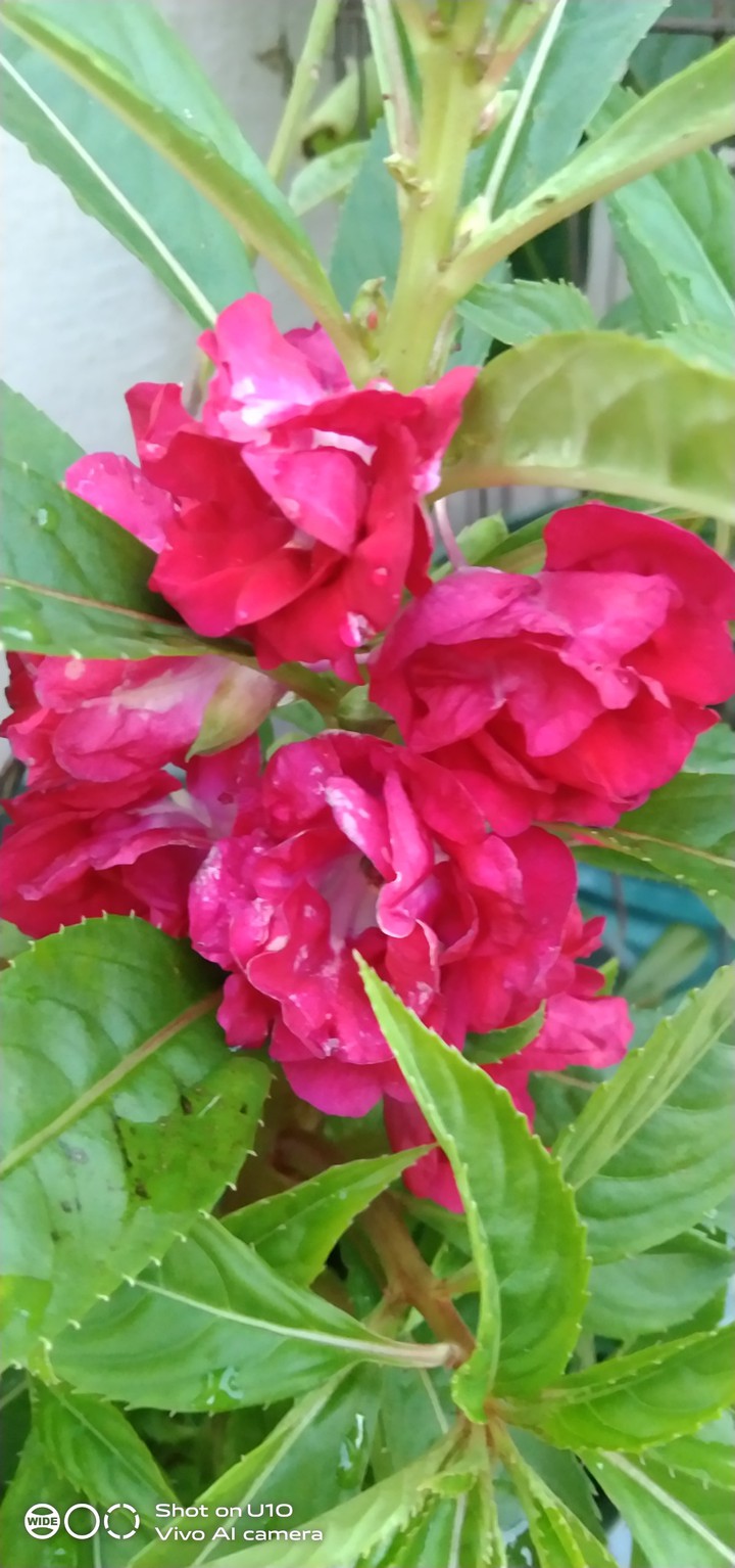 beautiful nature