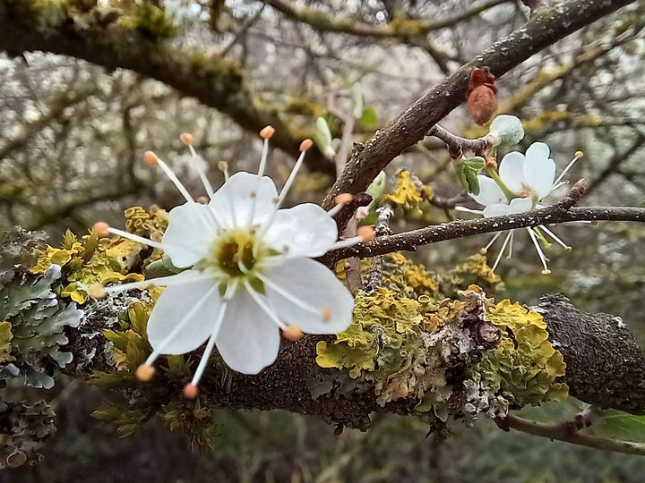 Spring