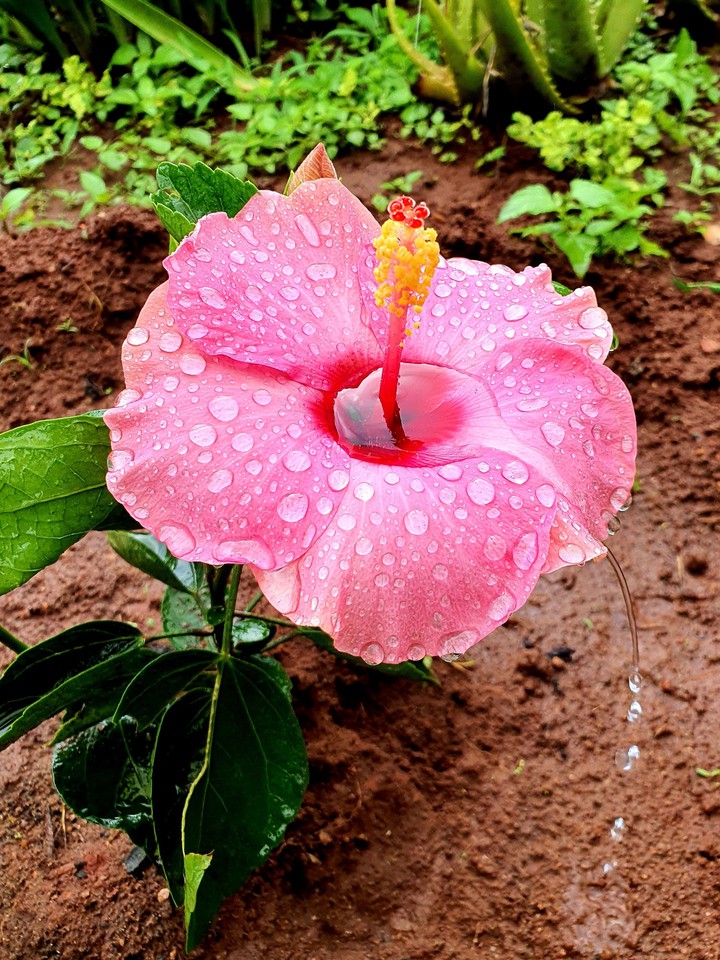 flowers
