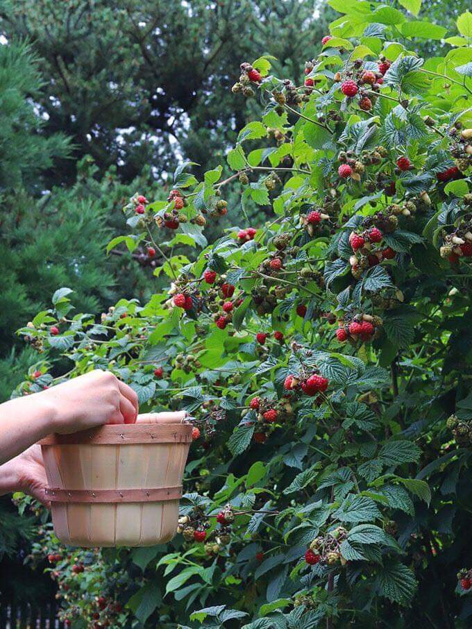 picking