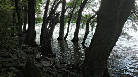 Creepy Trees