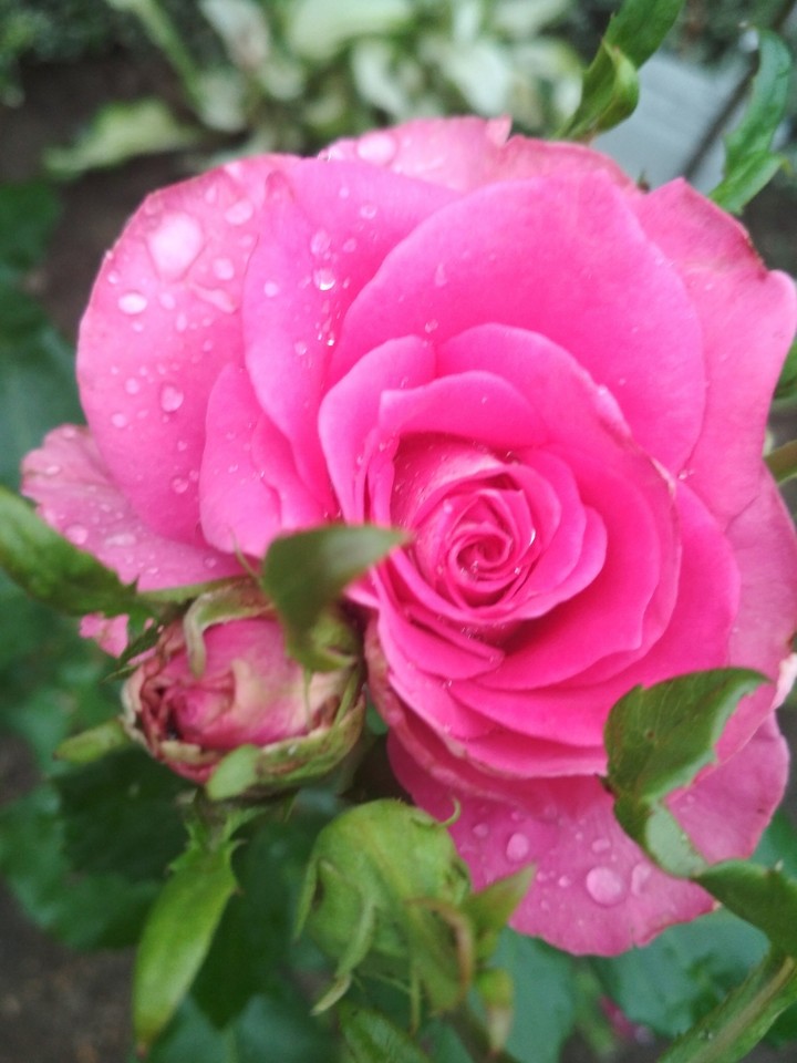 rose