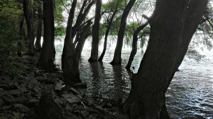 Creepy Trees