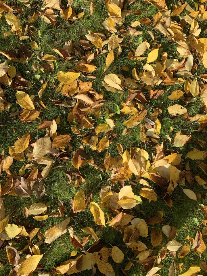 Autumn