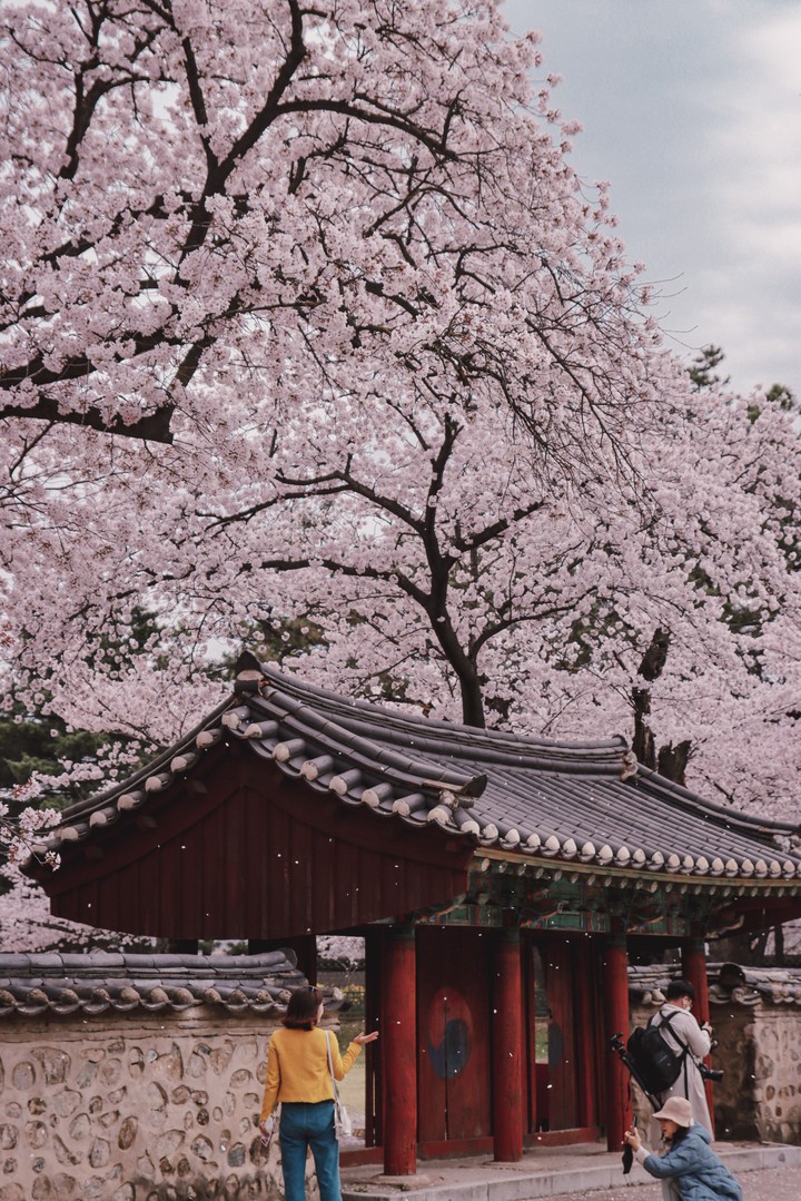 One day spring came to Gyeongju