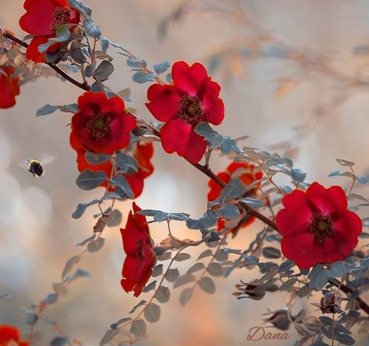 dog Roses