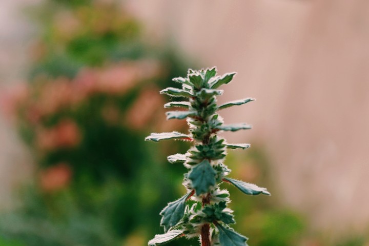 Flower