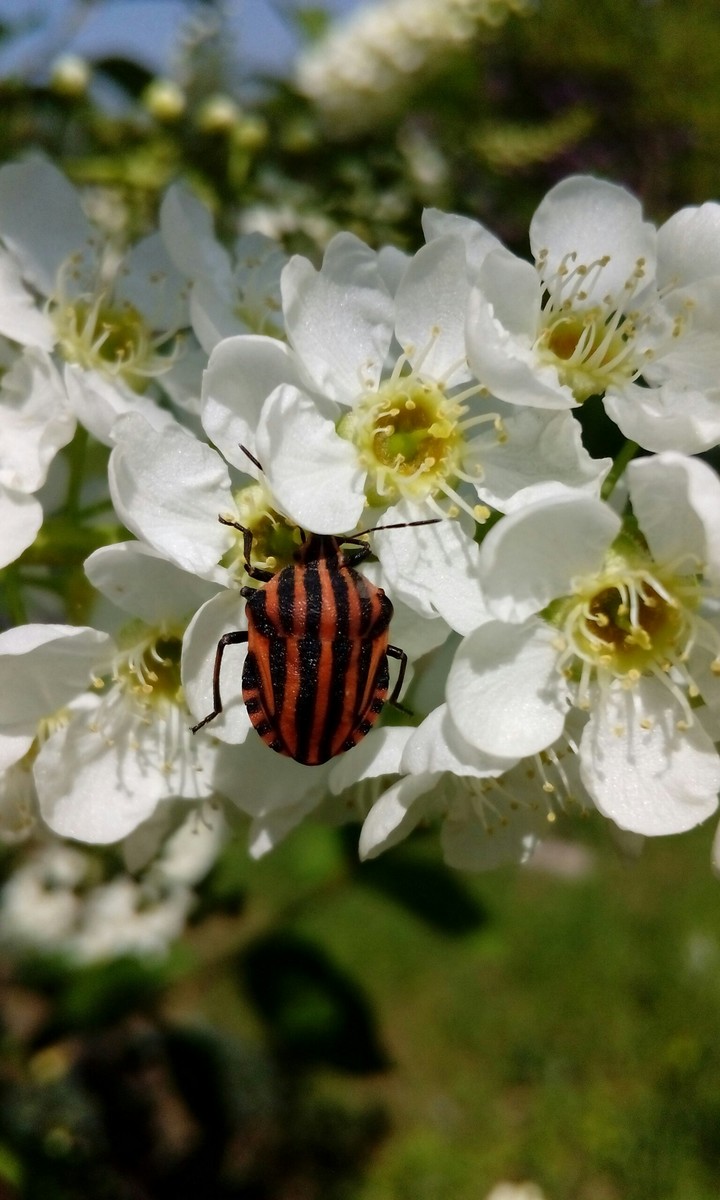 shieldbug