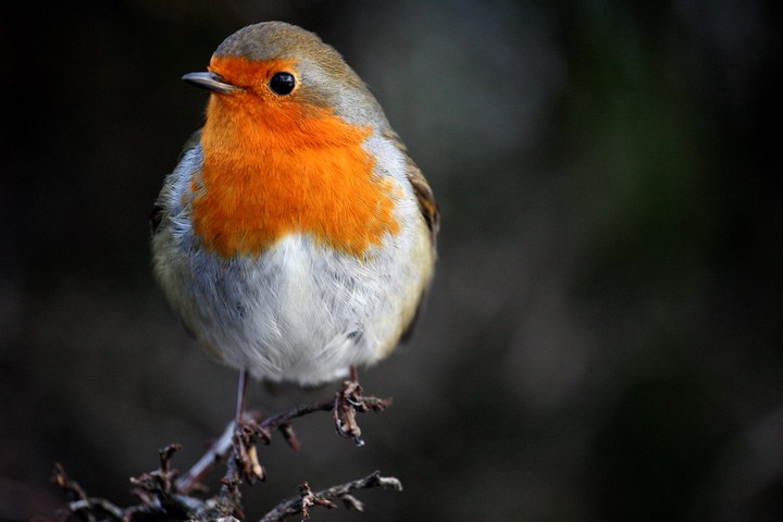 Bird