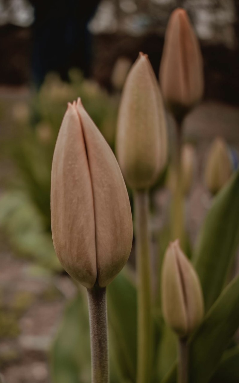 sfondi flower, petal