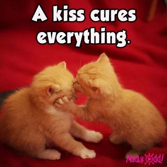 cute cats
