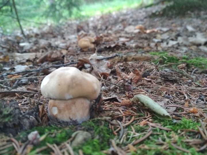 three mushroom