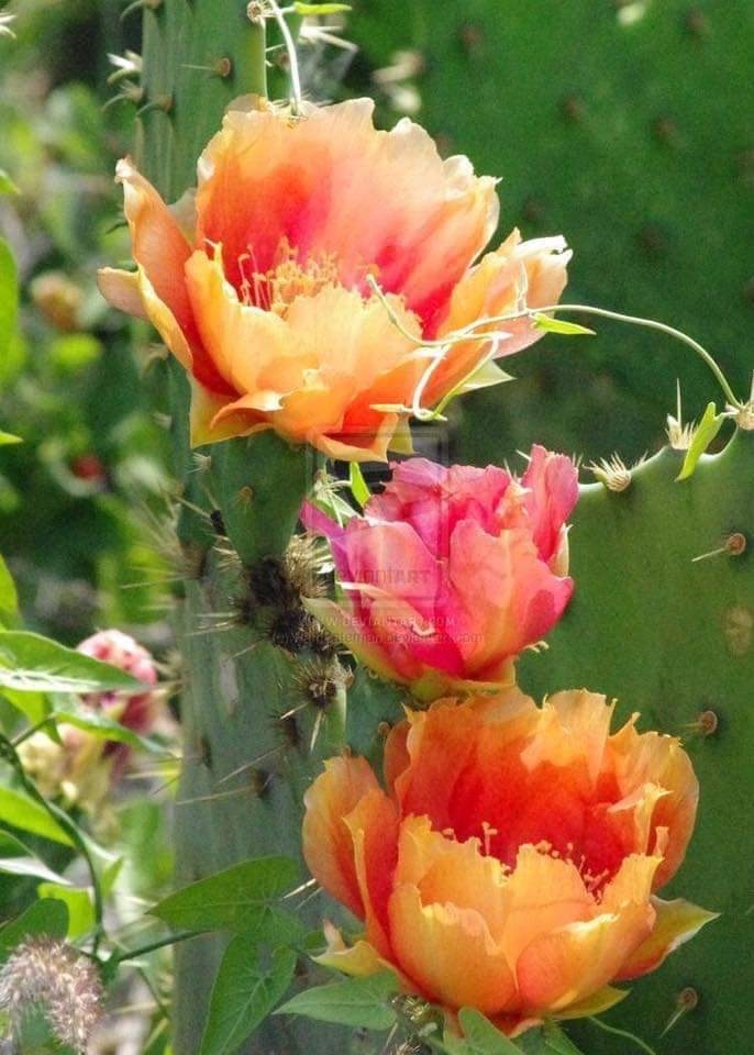 Flores.