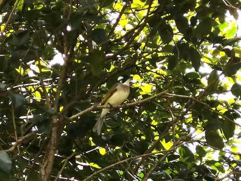 bird