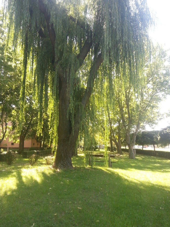 Park