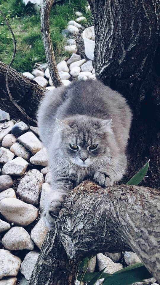 my awesome cat ❤️
