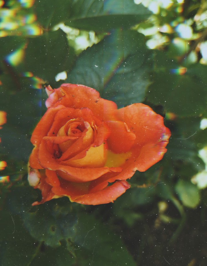 Rose