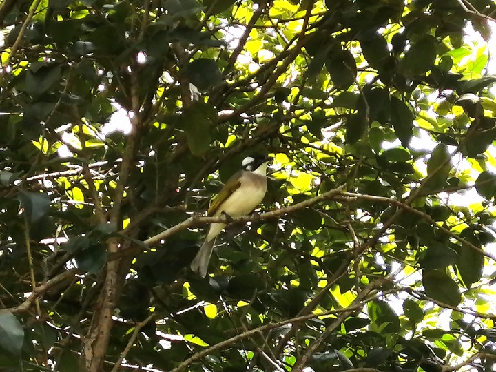 bird